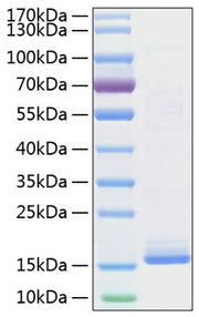 Recombinant Mouse IL-22 Protein