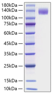 Recombinant Mouse FLT-3/FLK-2/CD135 Protein
