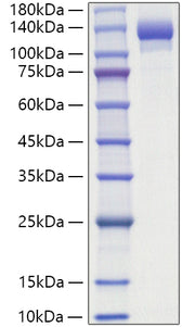 Recombinant Human ENPP-1 Protein