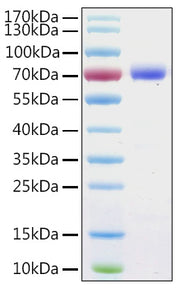 Recombinant Human Annexin A6/ANXA6 Protein
