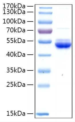 Recombinant Mouse Ephrin-A4/EFNA4 Protein