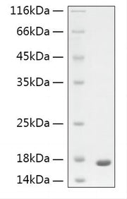 Recombinant Human GFAP protein