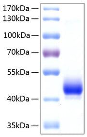 Recombinant Human LYVE-1 Protein