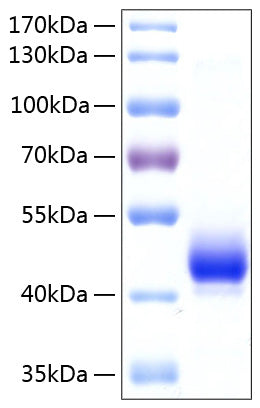 Recombinant Human LYVE-1 Protein