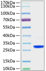 Recombinant Human PRDX4 Protein
