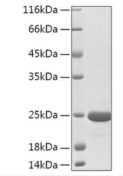 Recombinant Mouse FGF-7/HBGF-7/KGF Protein