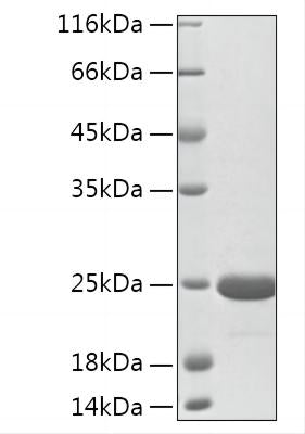 Recombinant Mouse FGF-7/HBGF-7/KGF Protein