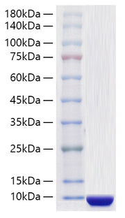 Recombinant Human COL6A3 Protein