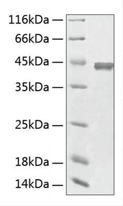 Recombinant Human Aminoacylase 1/ACY 1 Protein
