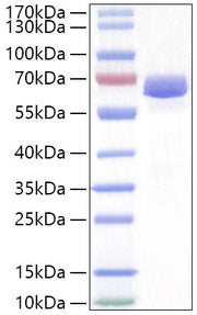 Recombinant Human Neurolysin/NLN Protein