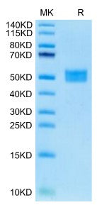Recombinant Human Follistatin-like protein 1/FSTL1 Protein