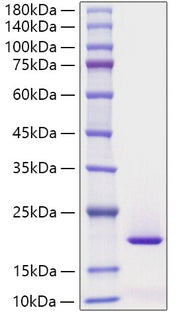 Recombinant Human REG3G Protein