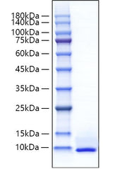 Recombinant Mouse CXCL5/ENA-70 Protein