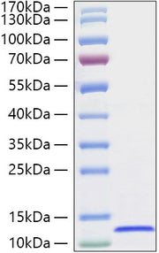Recombinant Canine CXCL12/SDF-1 Protein