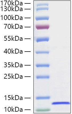 Recombinant Canine CXCL12/SDF-1 Protein