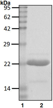 Recombinant Human Ubiquitin-conjugating enzyme E2 E1/UBE2E1 protein