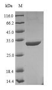 (Tris-Glycine gel) Discontinuous SDS-PAGE (reduced) with 5% enrichment gel and 15% separation gel.