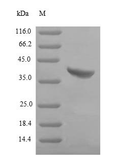 (Tris-Glycine gel) Discontinuous SDS-PAGE (reduced) with 5% enrichment gel and 15% separation gel.