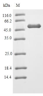 (Tris-Glycine gel) Discontinuous SDS-PAGE (reduced) with 5% enrichment gel and 15% separation gel.
