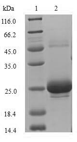 (Tris-Glycine gel) Discontinuous SDS-PAGE (reduced) with 5% enrichment gel and 15% separation gel.