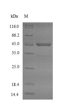 (Tris-Glycine gel) Discontinuous SDS-PAGE (reduced) with 5% enrichment gel and 15% separation gel.