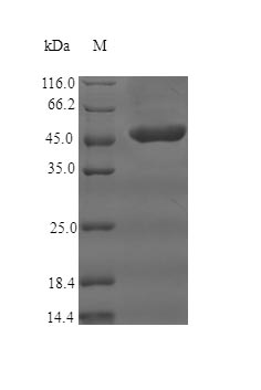 (Tris-Glycine gel) Discontinuous SDS-PAGE (reduced) with 5% enrichment gel and 15% separation gel.