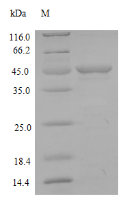 (Tris-Glycine gel) Discontinuous SDS-PAGE (reduced) with 5% enrichment gel and 15% separation gel.