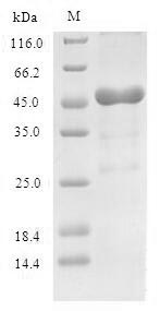 (Tris-Glycine gel) Discontinuous SDS-PAGE (reduced) with 5% enrichment gel and 15% separation gel.