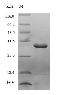 (Tris-Glycine gel) Discontinuous SDS-PAGE (reduced) with 5% enrichment gel and 15% separation gel.
