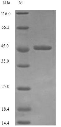 (Tris-Glycine gel) Discontinuous SDS-PAGE (reduced) with 5% enrichment gel and 15% separation gel.