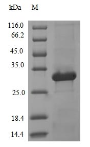 (Tris-Glycine gel) Discontinuous SDS-PAGE (reduced) with 5% enrichment gel and 15% separation gel.