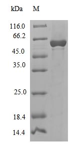 (Tris-Glycine gel) Discontinuous SDS-PAGE (reduced) with 5% enrichment gel and 15% separation gel.