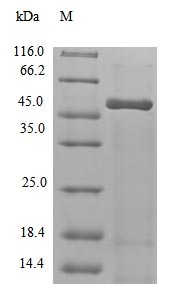 (Tris-Glycine gel) Discontinuous SDS-PAGE (reduced) with 5% enrichment gel and 15% separation gel.