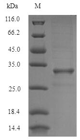 (Tris-Glycine gel) Discontinuous SDS-PAGE (reduced) with 5% enrichment gel and 15% separation gel.