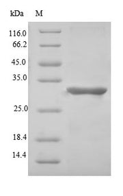 (Tris-Glycine gel) Discontinuous SDS-PAGE (reduced) with 5% enrichment gel and 15% separation gel.