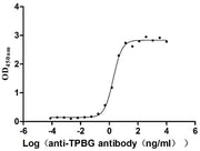 Measured by its binding ability in a functional ELISA. Immobilized Macaca fascicularis TPBG at 2 μg/mL can bind Anti-TPBG recombinant antibody, the EC50 is 1.672-2.181 ng/mL.