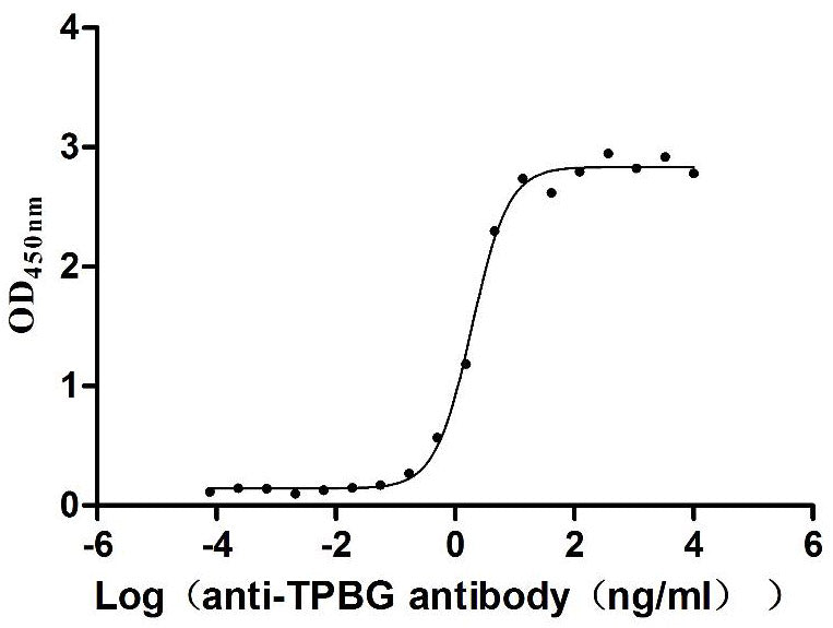 Measured by its binding ability in a functional ELISA. Immobilized Macaca fascicularis TPBG at 2 μg/mL can bind Anti-TPBG recombinant antibody, the EC50 is 1.672-2.181 ng/mL.