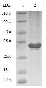 (Tris-Glycine gel) Discontinuous SDS-PAGE (reduced) with 5% enrichment gel and 15% separation gel.