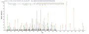 Based on the SEQUEST from database of E.coli host and target protein, the LC-MS/MS Analysis result of RPC25599 could indicate that this peptide derived from E.coli-expressed Escherichia coli (strain K12) rbsK.
