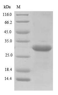(Tris-Glycine gel) Discontinuous SDS-PAGE (reduced) with 5% enrichment gel and 15% separation gel.