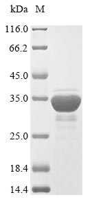 (Tris-Glycine gel) Discontinuous SDS-PAGE (reduced) with 5% enrichment gel and 15% separation gel.