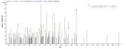 Based on the SEQUEST from database of E.coli host and target protein, the LC-MS/MS Analysis result of RPC25778 could indicate that this peptide derived from E.coli-expressed Clostridium acetobutylicum (strain ATCC 824 / DSM 792 / JCM 1419 / LMG 5710 / VKM B-1787) ctfB.