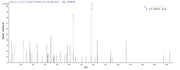 Based on the SEQUEST from database of E.coli host and target protein, the LC-MS/MS Analysis result of RPC25783 could indicate that this peptide derived from E.coli-expressed Treponema phagedenis tmpB.