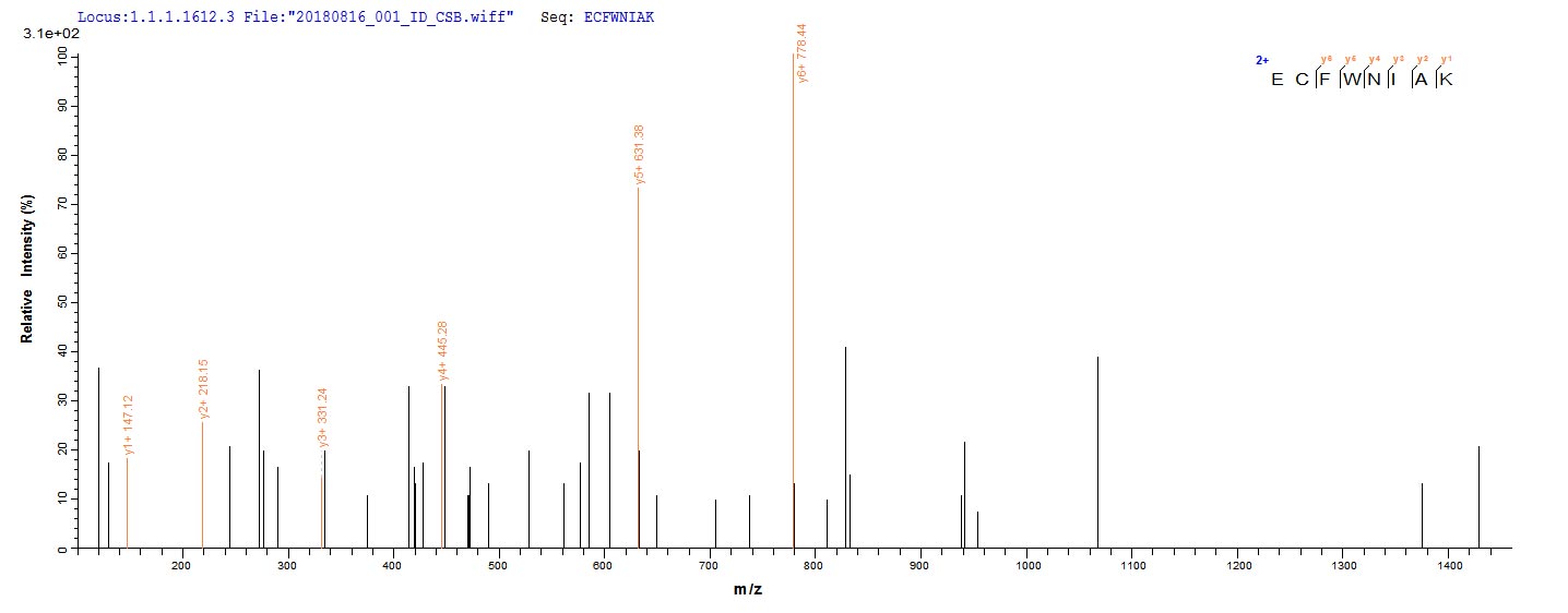 Based on the SEQUEST from database of E.coli host and target protein, the LC-MS/MS Analysis result of RPC25783 could indicate that this peptide derived from E.coli-expressed Treponema phagedenis tmpB.