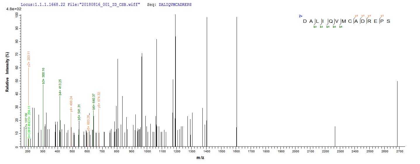 Based on the SEQUEST from database of E.coli host and target protein, the LC-MS/MS Analysis result of RPC25784 could indicate that this peptide derived from E.coli-expressed