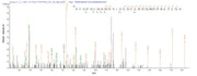 Based on the SEQUEST from database of E.coli host and target protein, the LC-MS/MS Analysis result of RPC25788 could indicate that this peptide derived from E.coli-expressed Oryza sativa subsp. japonica (Rice) UBC5A.