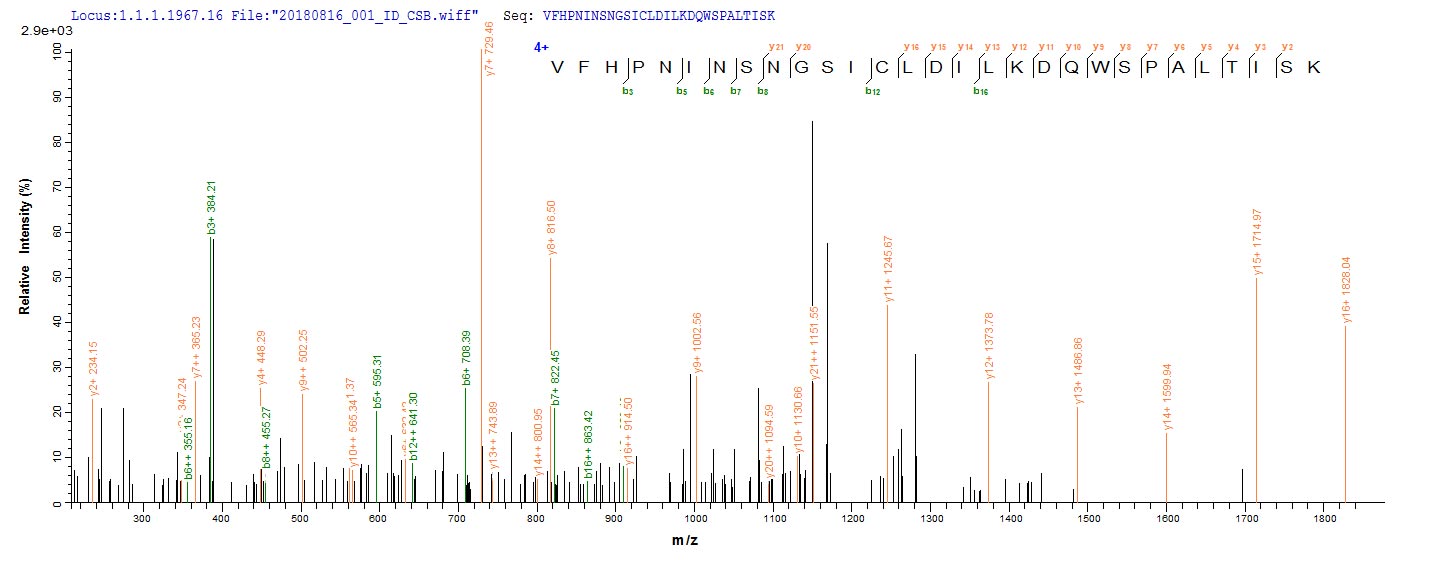 Based on the SEQUEST from database of E.coli host and target protein, the LC-MS/MS Analysis result of RPC25788 could indicate that this peptide derived from E.coli-expressed