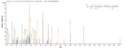 Based on the SEQUEST from database of E.coli host and target protein, the LC-MS/MS Analysis result of RPC25789 could indicate that this peptide derived from E.coli-expressed Treponema pallidum (strain Nichols) tpd.
