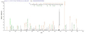 Based on the SEQUEST from database of E.coli host and target protein, the LC-MS/MS Analysis result of RPC25790 could indicate that this peptide derived from E.coli-expressed Escherichia coli (strain K12) atoD.