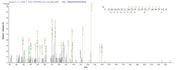 Based on the SEQUEST from database of E.coli host and target protein, the LC-MS/MS Analysis result of RPC25791 could indicate that this peptide derived from E.coli-expressed Rattus norvegicus (Rat) Sost.
